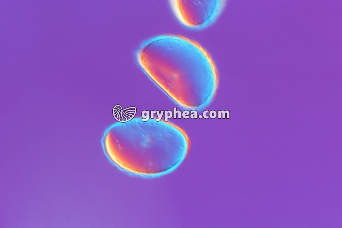 Spores de Polypode x100 - gryphea.org